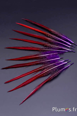 Faisan doré queue - 15-20 cm - violet-carmin